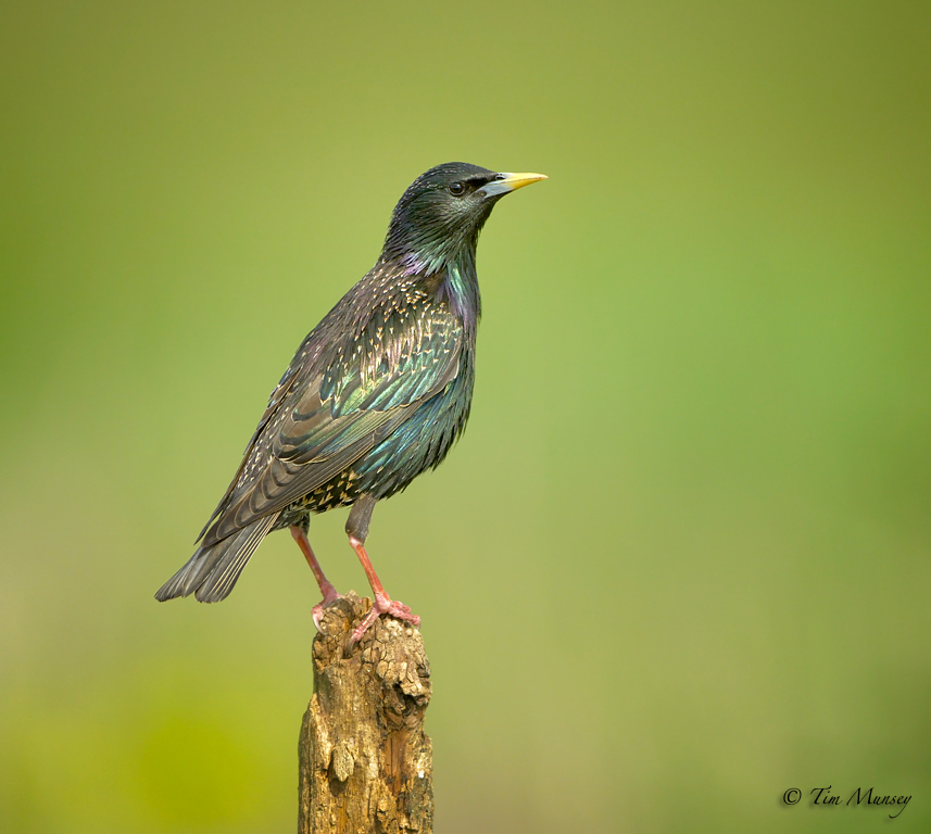 Splendid Starling 2012